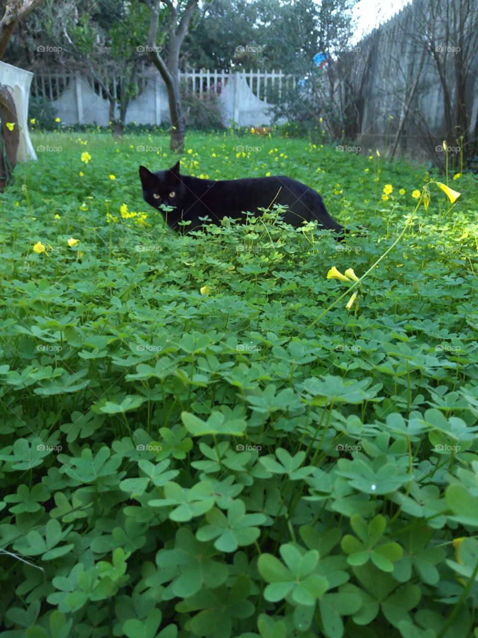 Cat in the nature