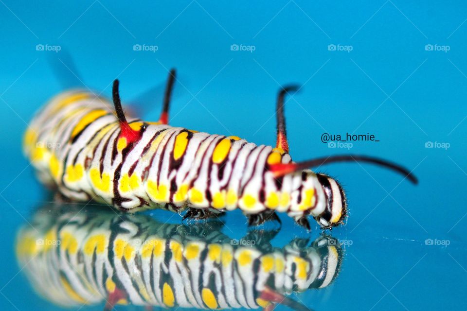 Beautiful Caterpillar with Reflection 🐛