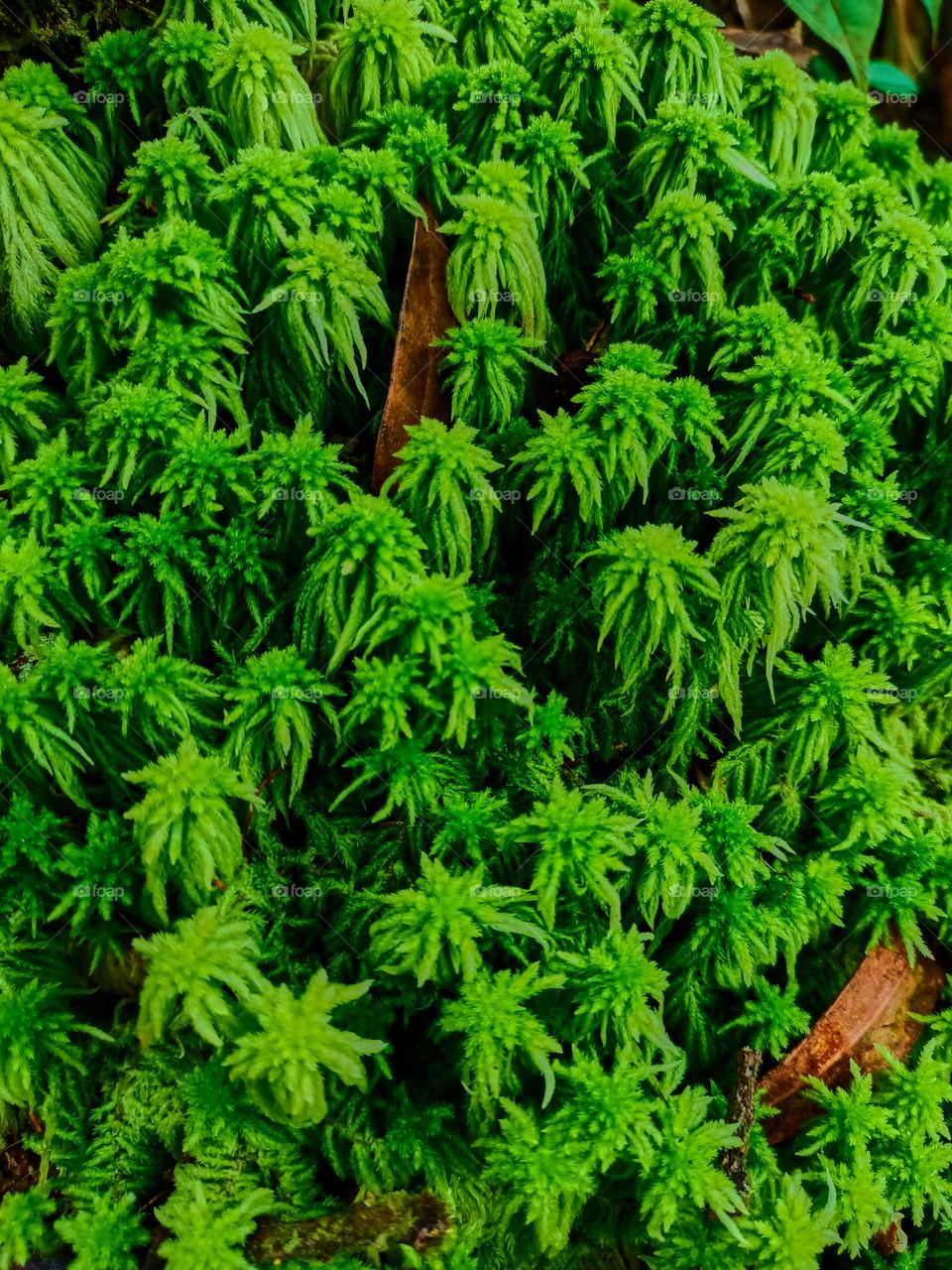 Close up of the peat moss (Sphagnum palustre), green moss Sphagnum