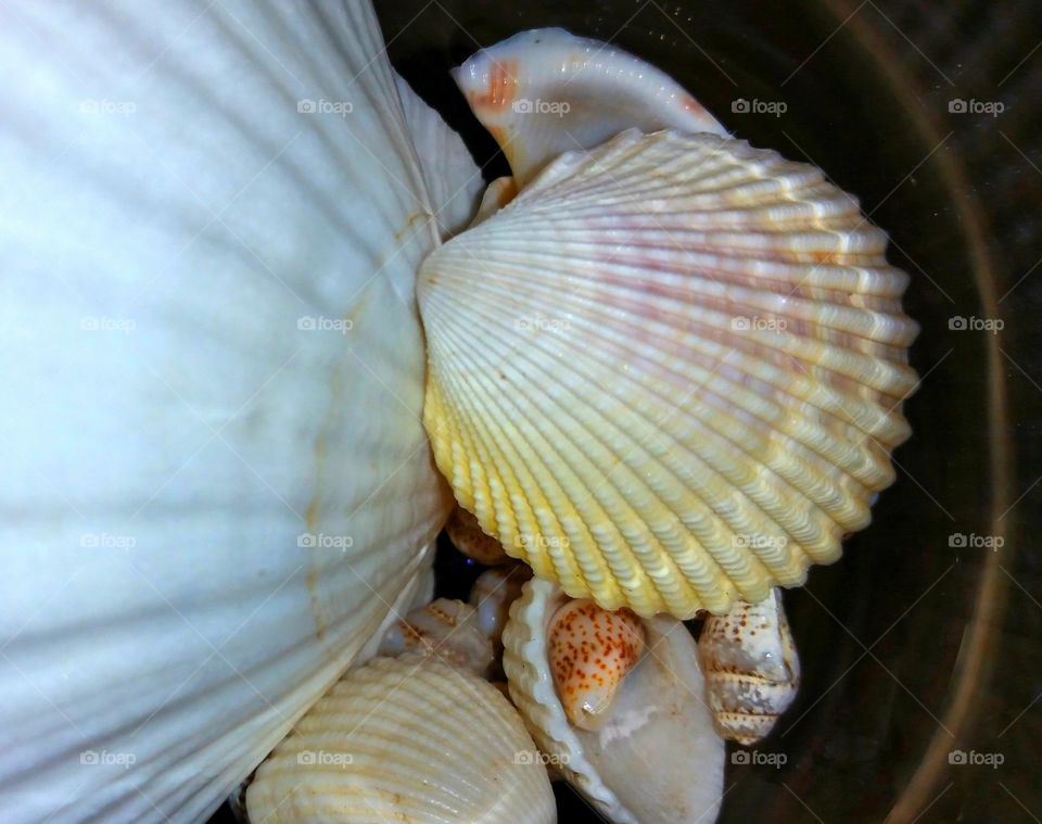 Seashells in container