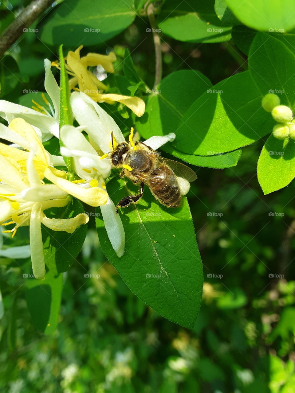 bee