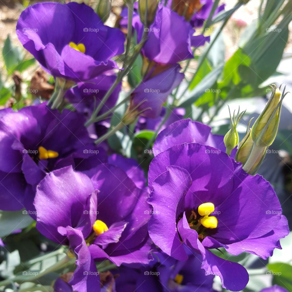 purple flowers