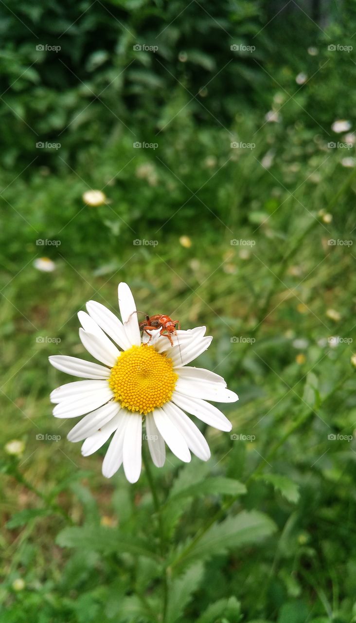 Unknown insect sitting on a flower in the summer in the garden