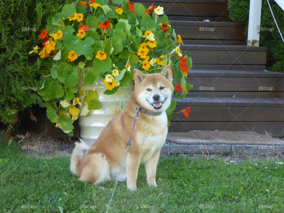 A flower among flowers