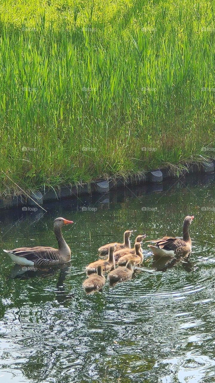 A greylag goose family is swimming in the stream.