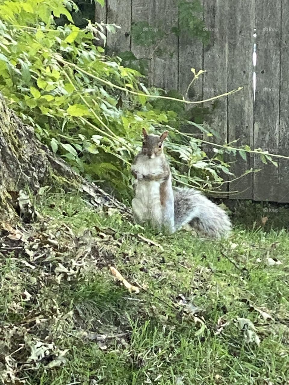 Fearless squirrel 