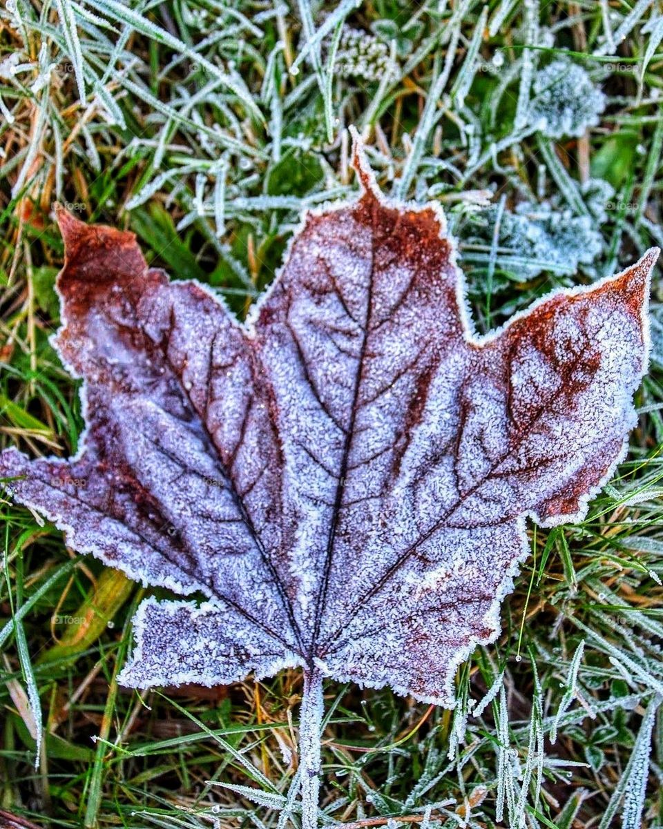 Macro close-up of a hoar frost dusted dark red dried maple leaf on a bed of dried orange and green grass stems