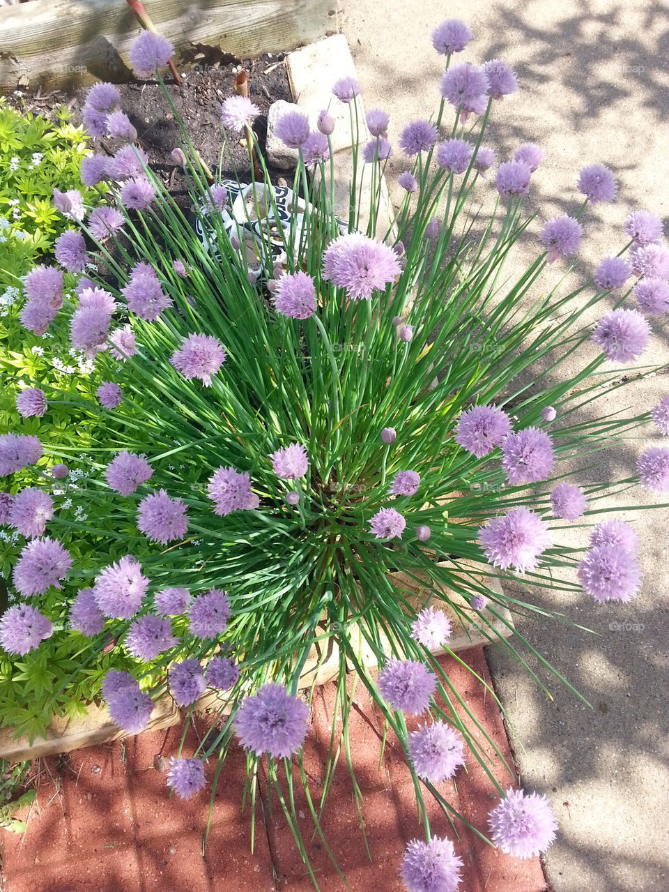 flowering chives