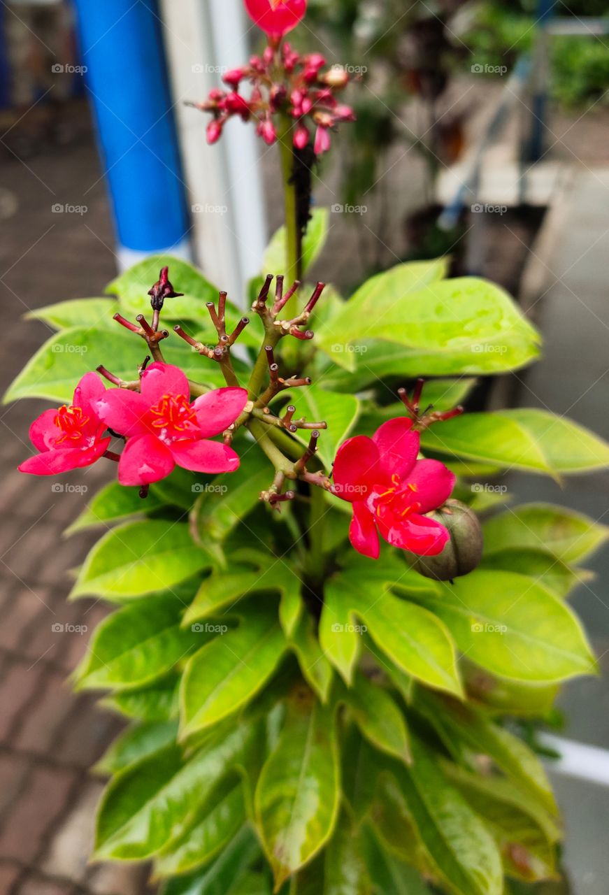 👁️👁️📷📷
Jetropha interregema
Beauty of Flora
Grooming flowers🌺🌺🌺🏵️