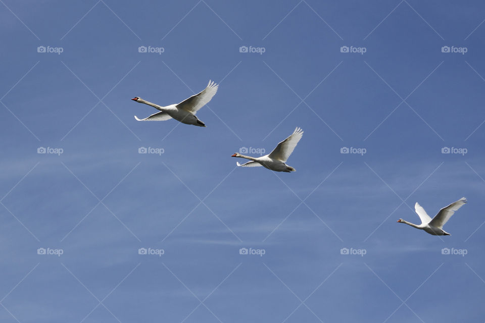 White swans flying in blue sky . 
Vita svanar flyger i blå himmel 