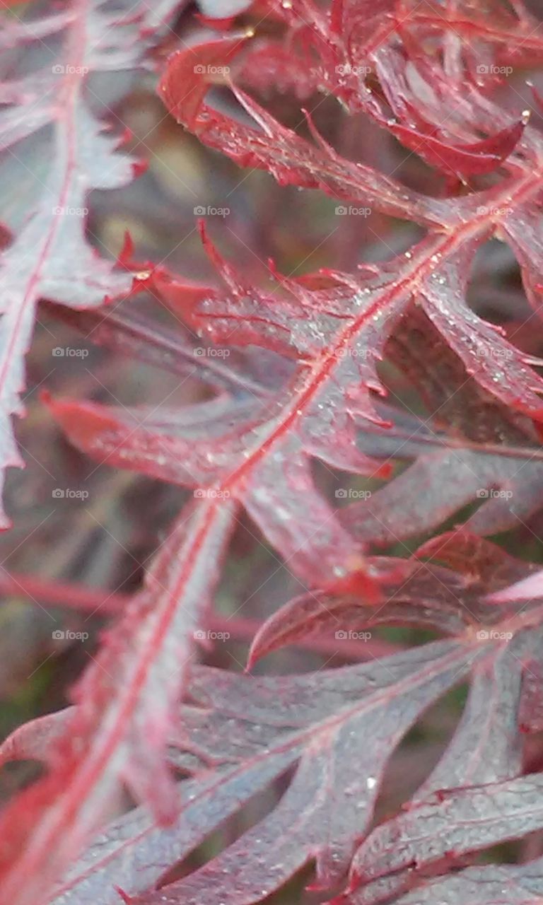 Leaf, Fall, No Person, Color, Flora
