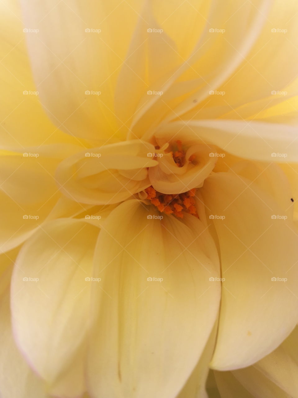 Фото цветок георгин