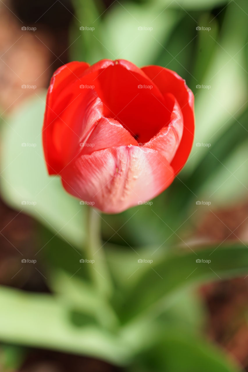 Pretty Spring Tulip