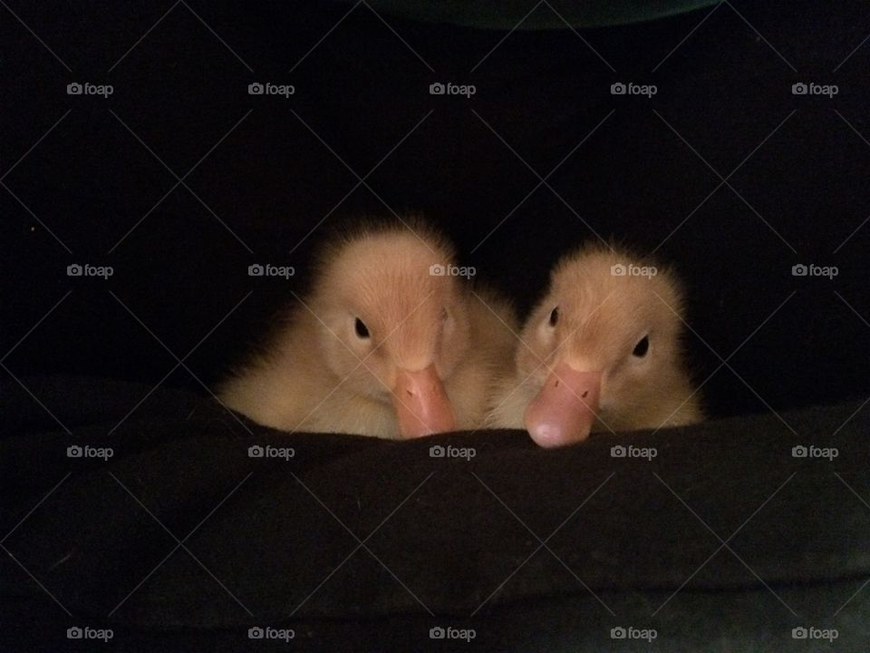 Ducklings 