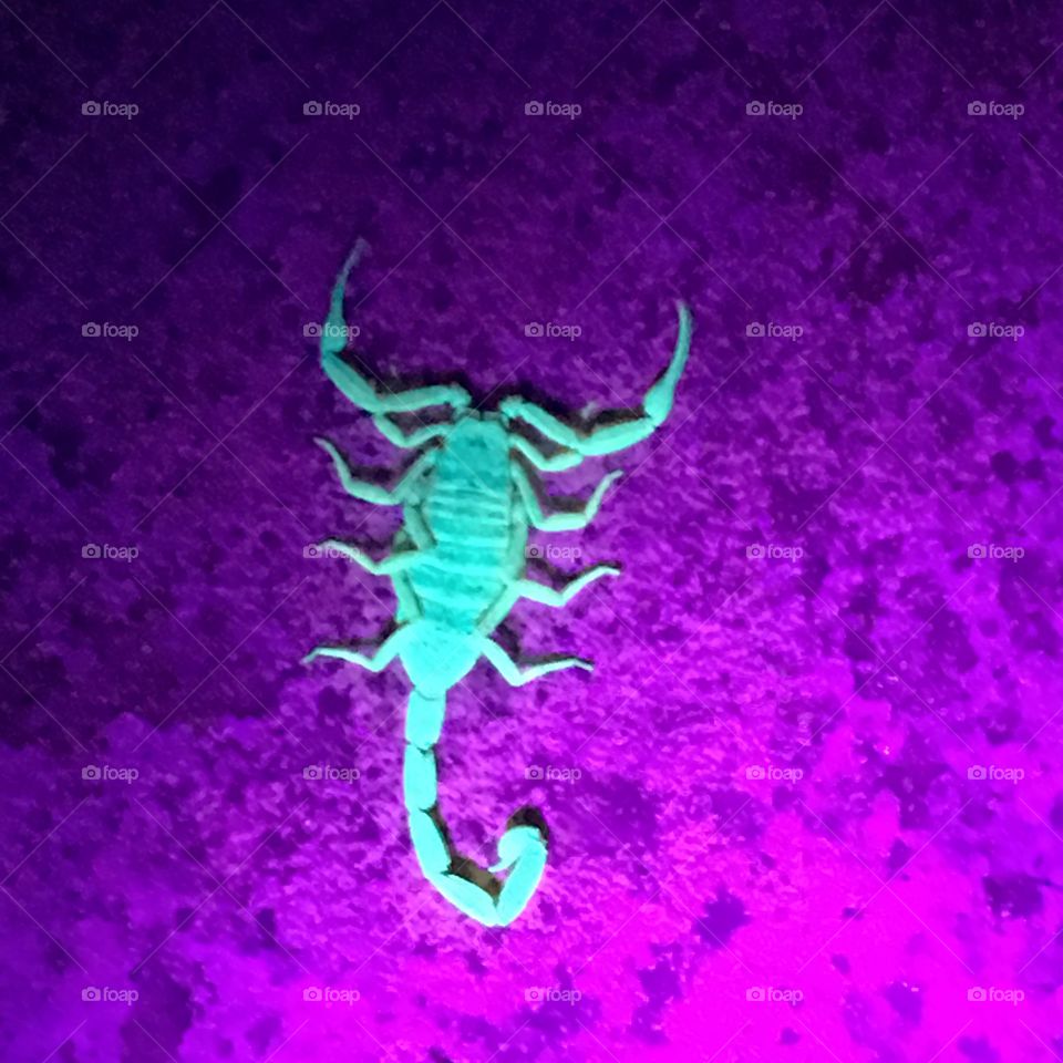 Scorpion