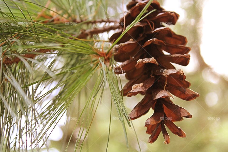 Pine cone close up