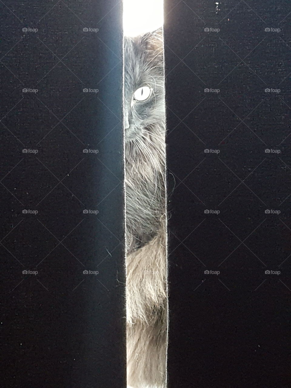Black Cat Looking Through Curtain