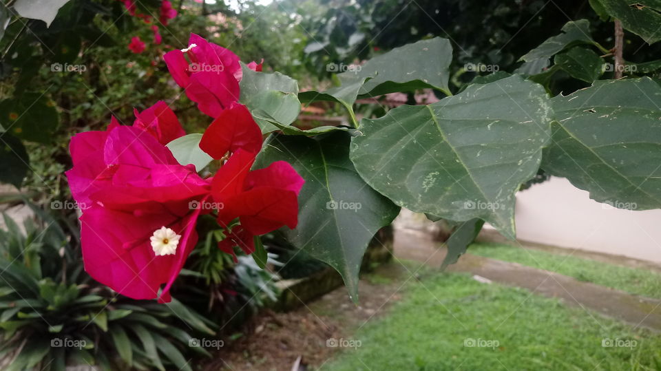 PLANT, GARDEN, LEAVES, FLOWERS, ENVIRONMENT.