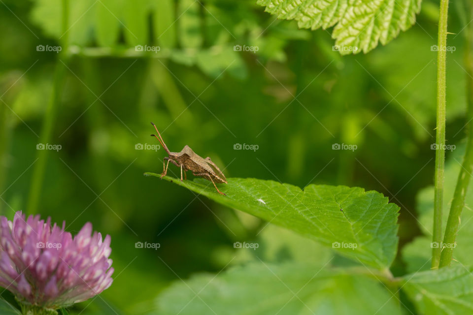 Brown insect on a green background.