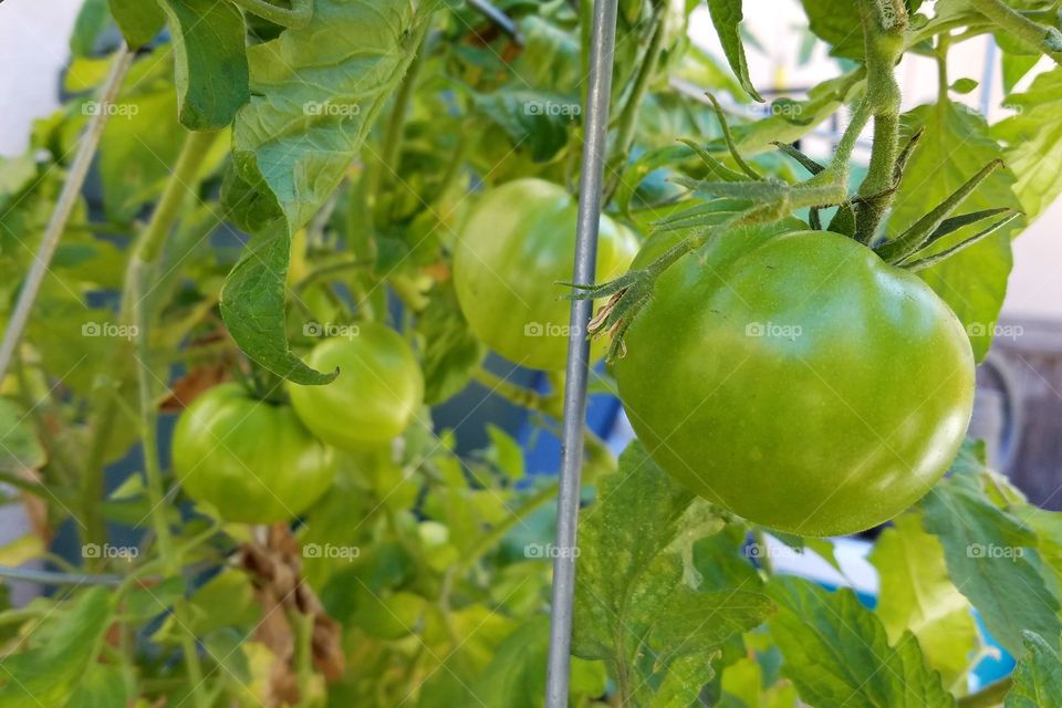 Urban gardening