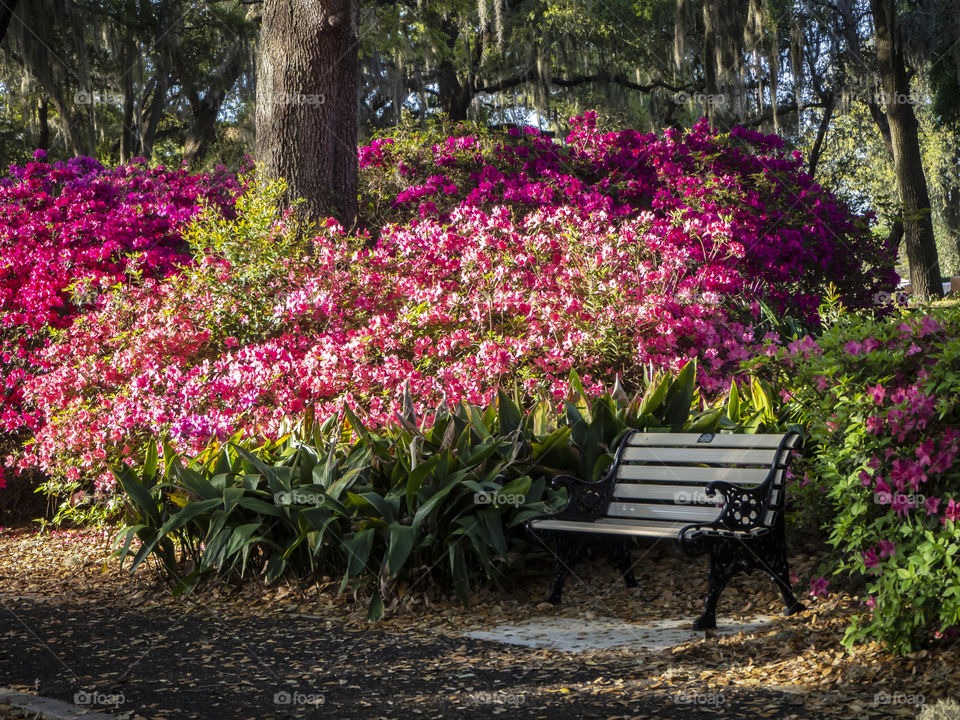 Azaleas showing the first signs of spring