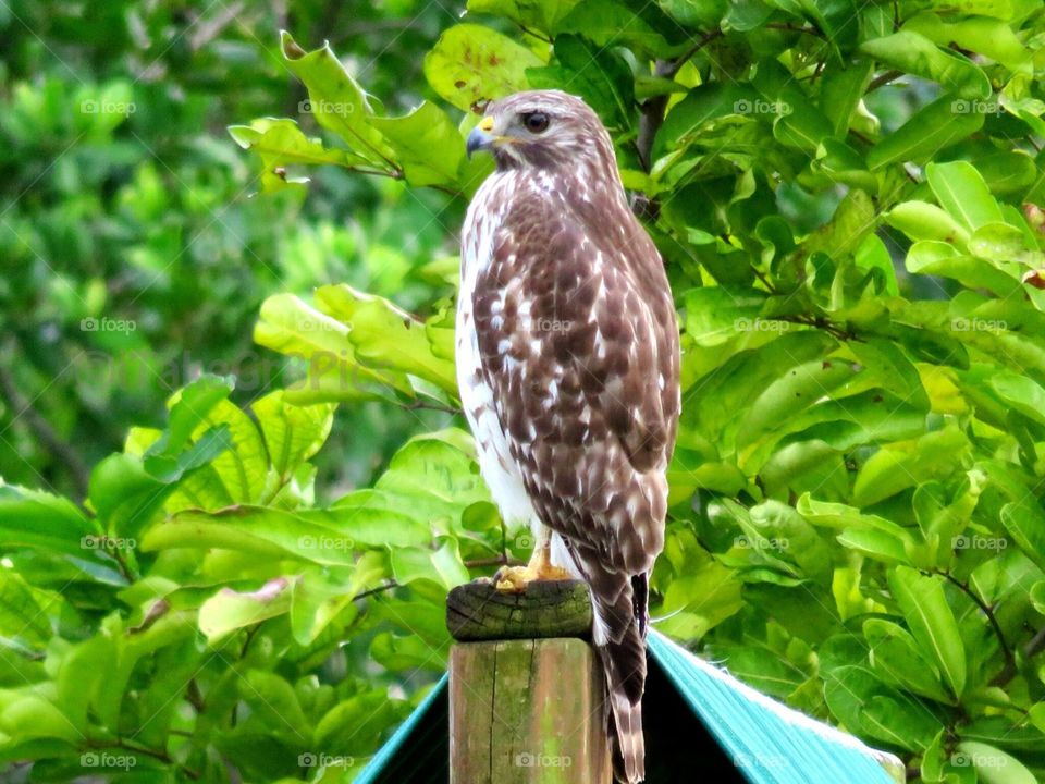 The Red Shouldered Hawk