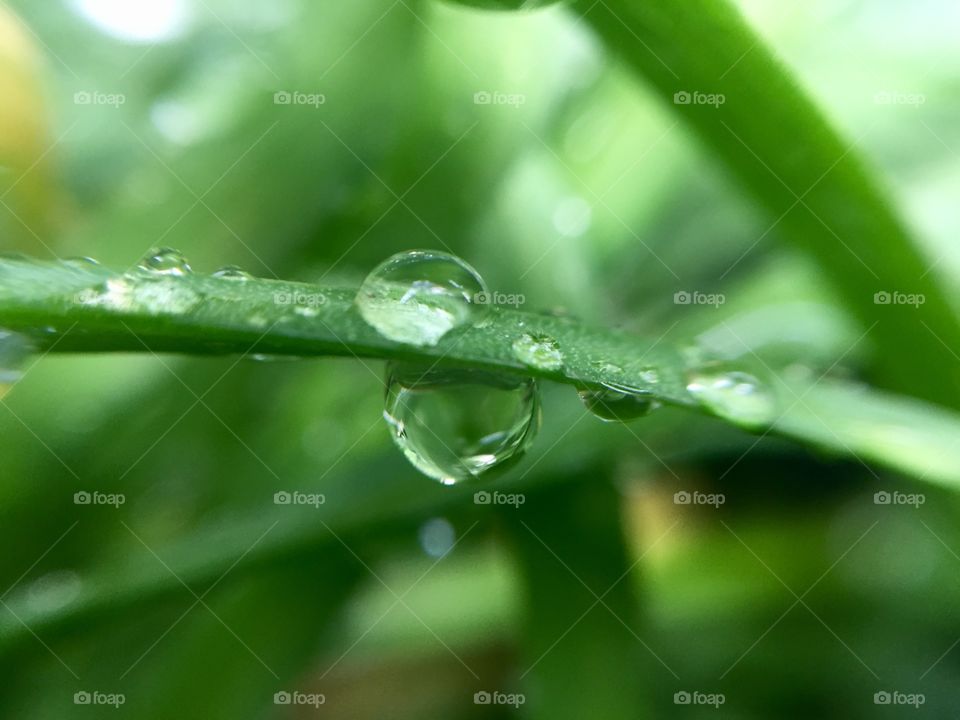 Water drops on a green stem