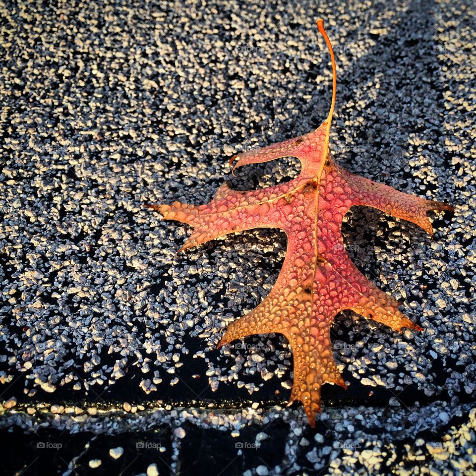 Leaf & Texture. Leaf on a roof