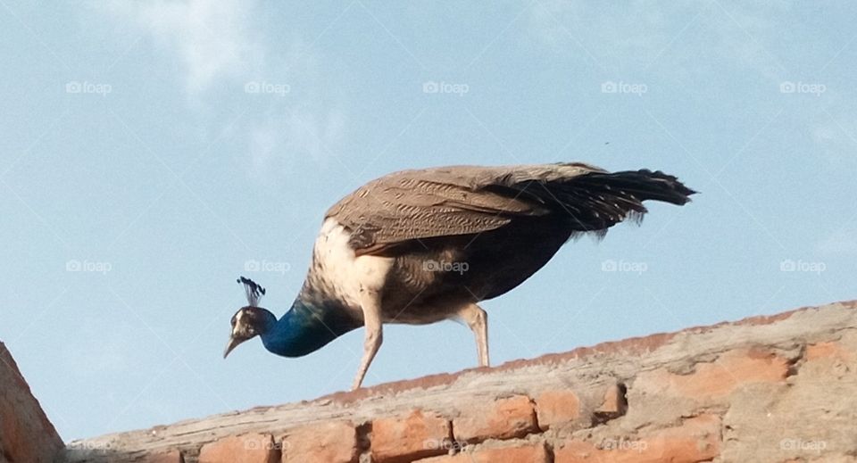 in this image click in the home floors