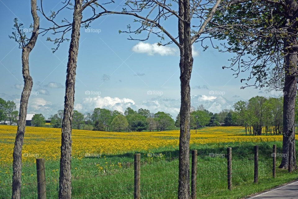 Yellow Blooms 