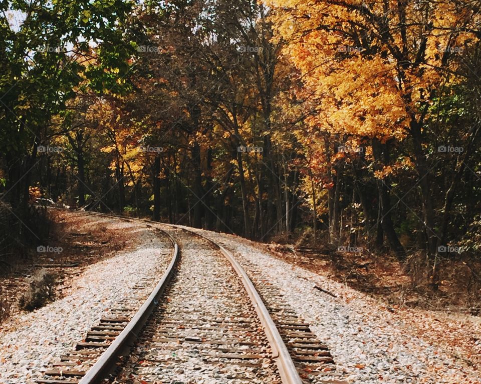 Railways tracks in autumn forest
