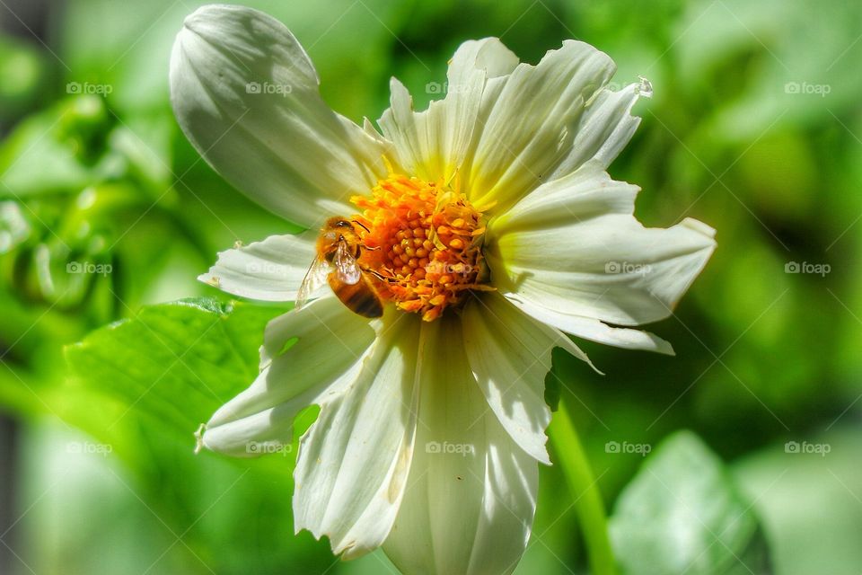 White flower and bee