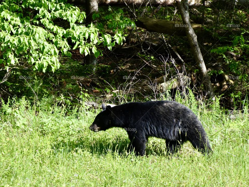 Black bear in a field in Gatlinburg TN