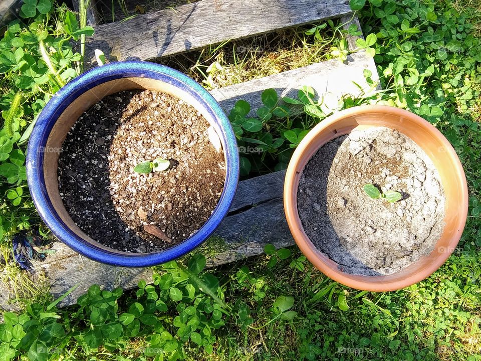 seedlings in flower pots