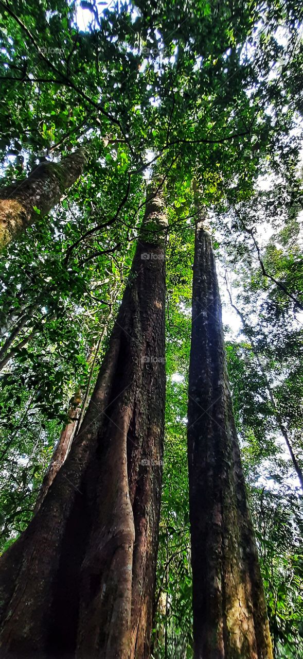 Beautiful  Forest  Straight  from Google  Photos