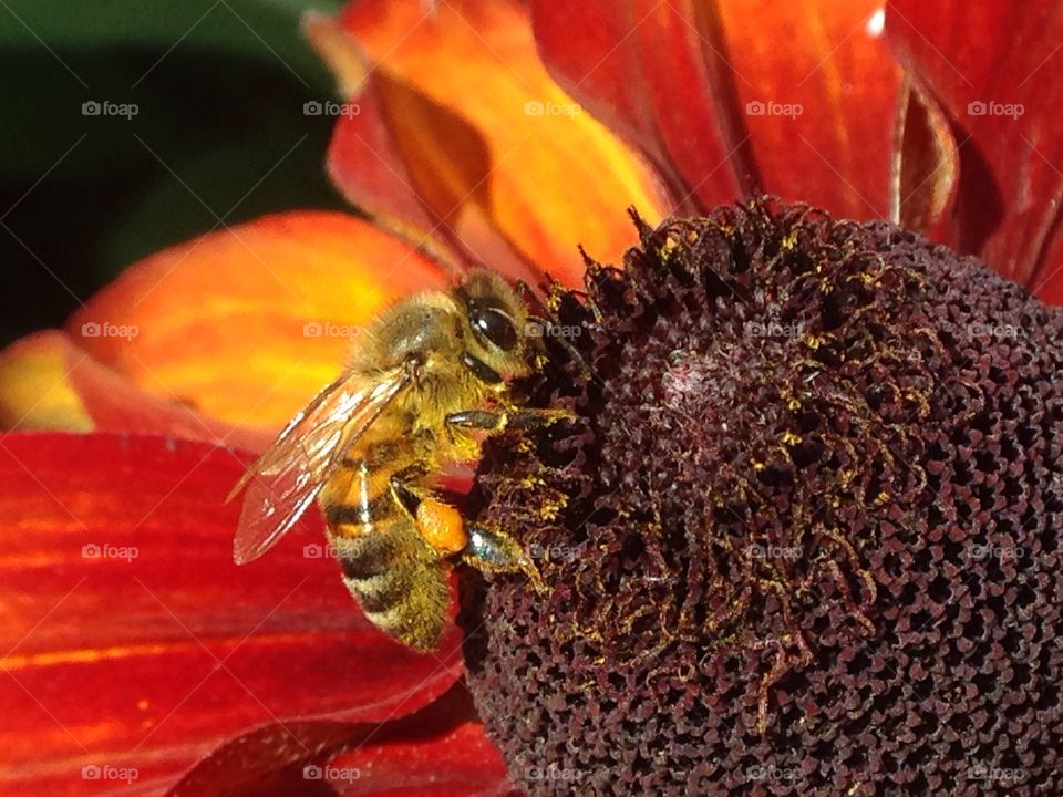 Bee and flower. Italian gardens near Lancaster gate. Hyde park, London