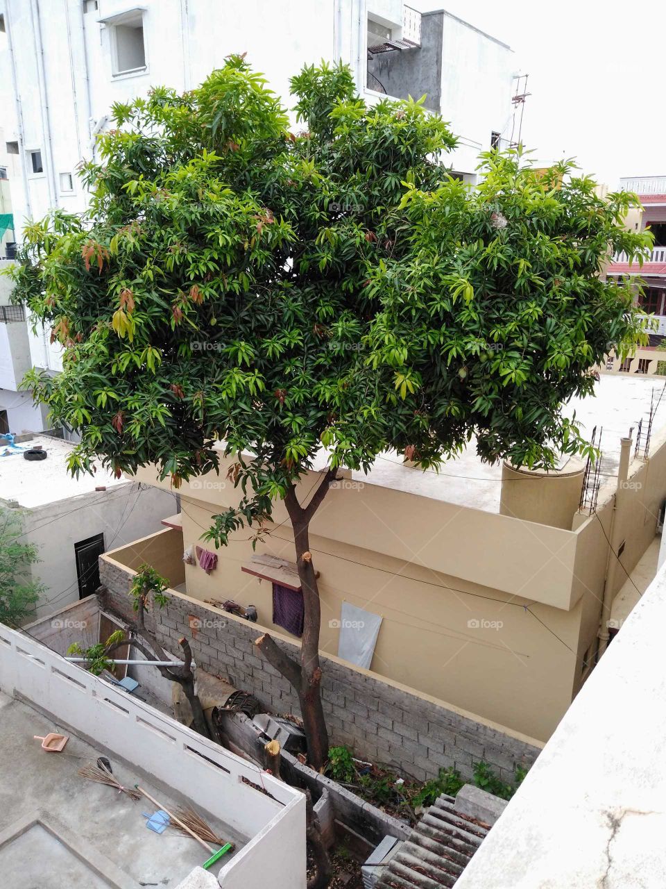 a mango tree with mangoes