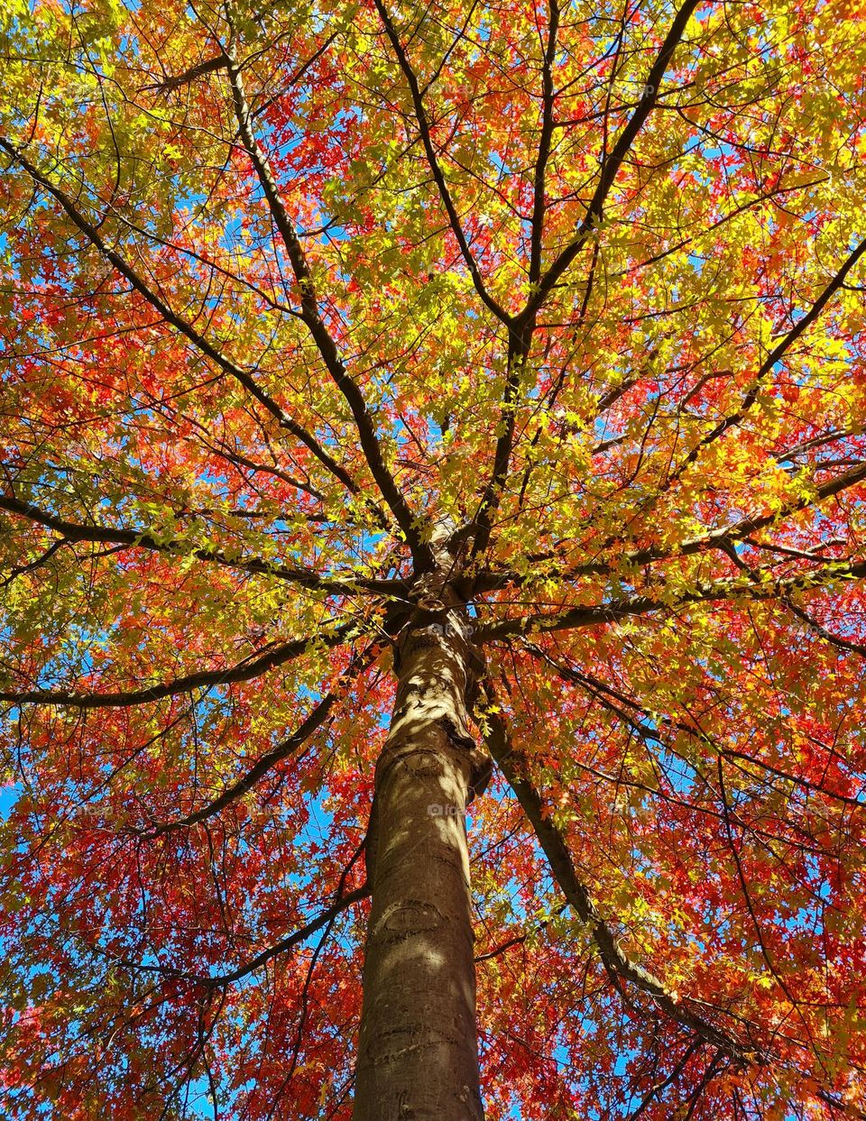 The beautiful colors of fall are so warm.On a sunny day it's look like as if you stepped into a fairytale.