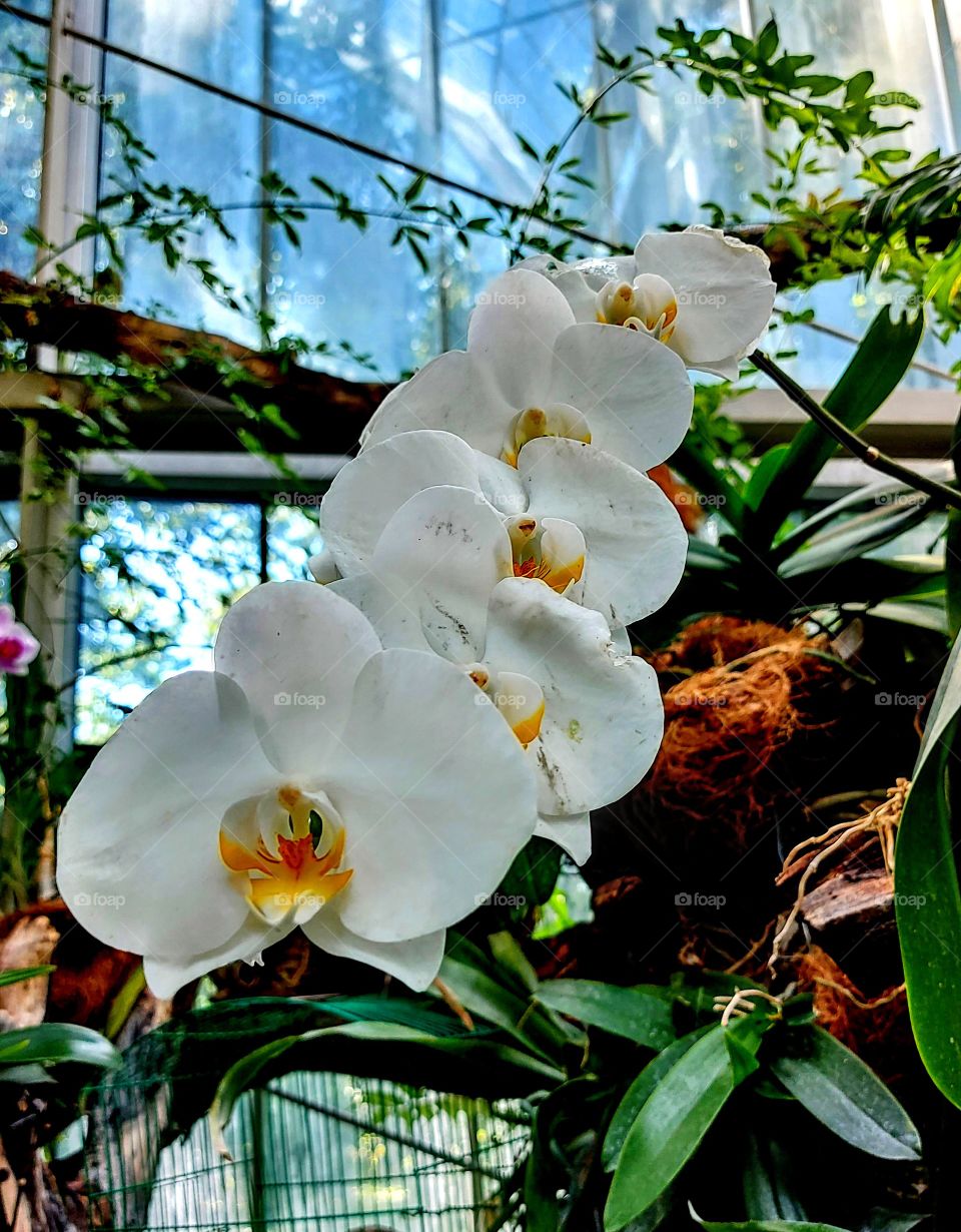 white orchid