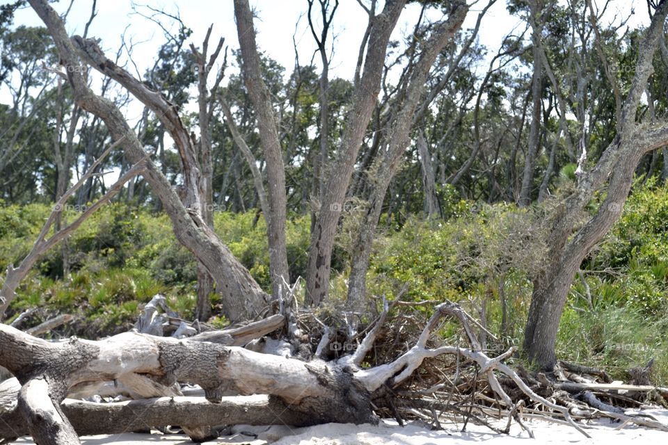 A fallen weathered tree in front of upright tree branches on a beach