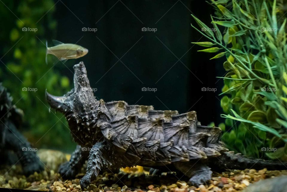Alligator Snapping Turtle