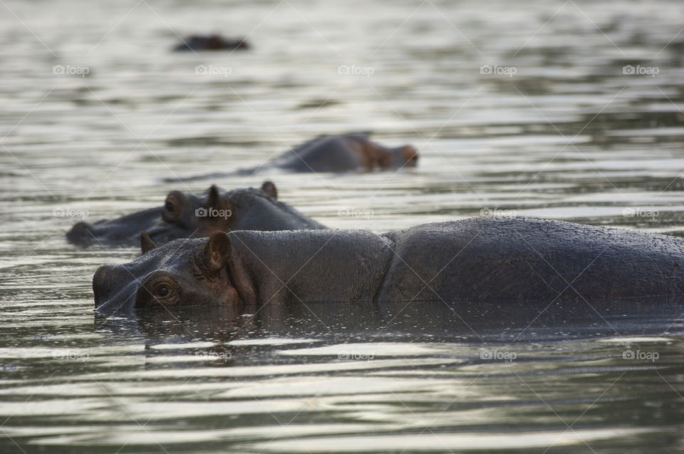 Hippos in water in Tanzania National Park Serengeti.