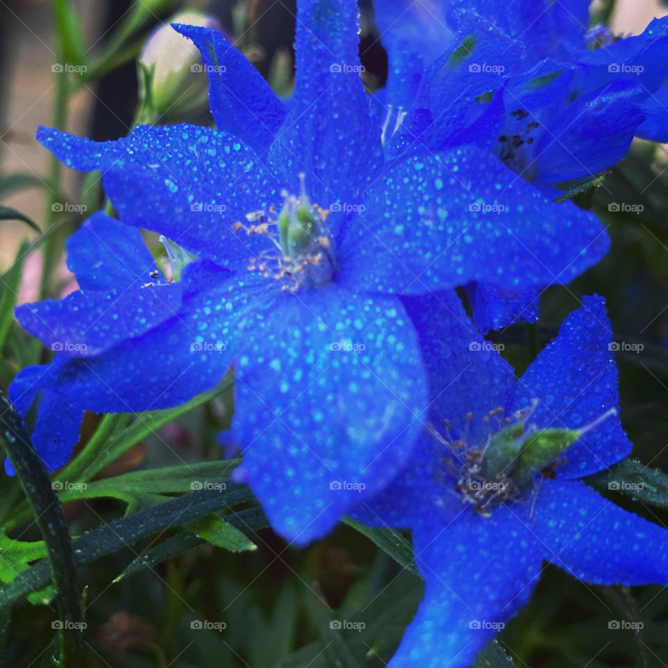 Flower and rain 