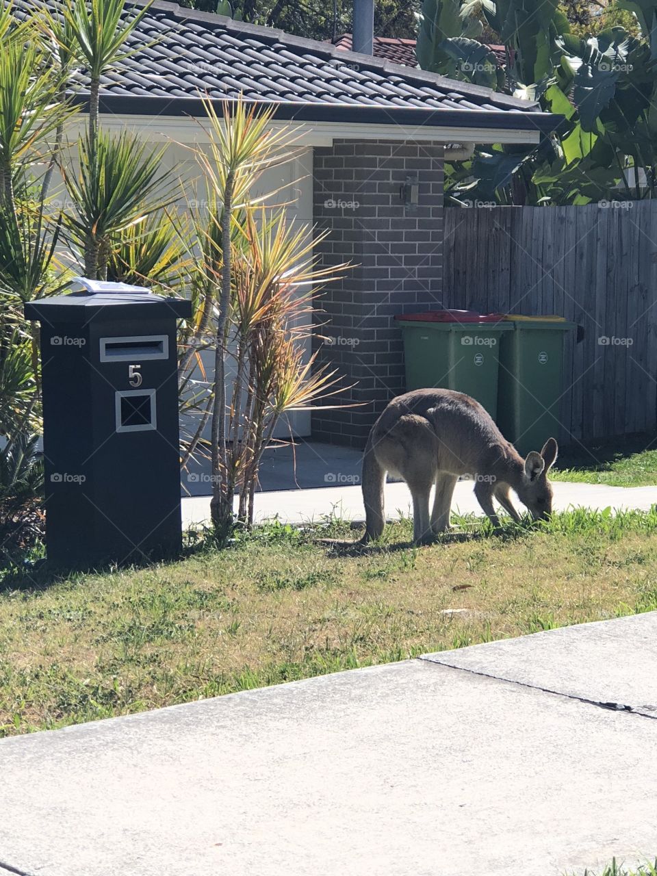 Kangaroos in the front yard