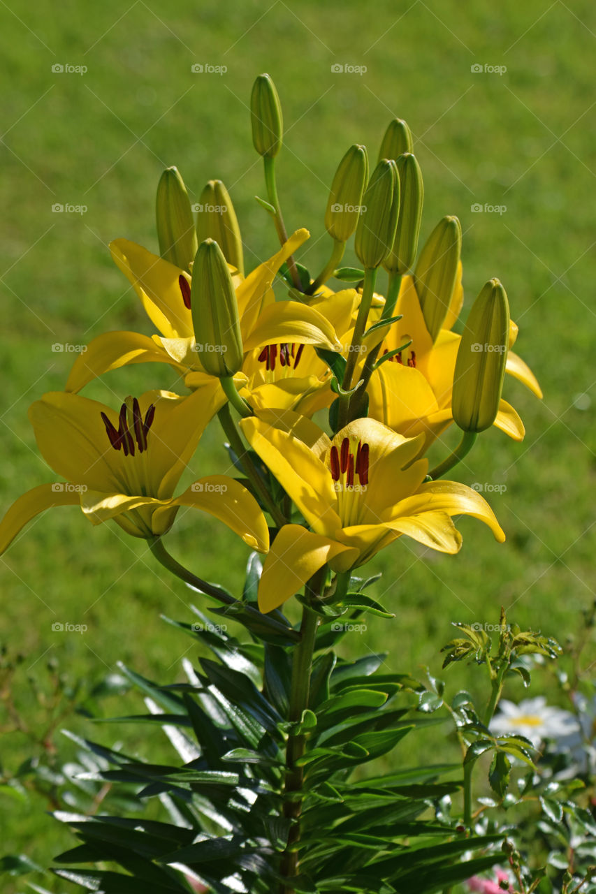 lily yellow