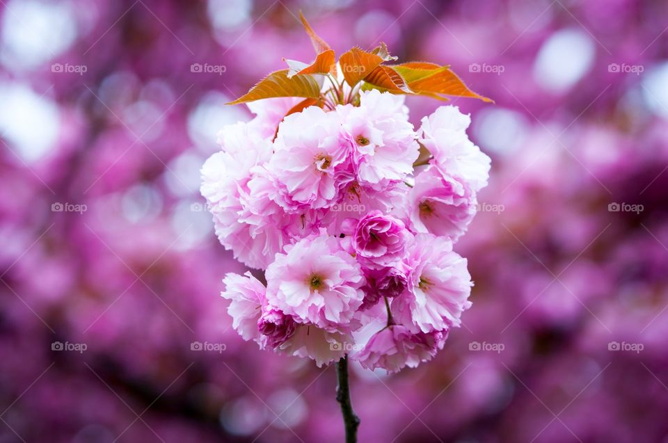 Sakura in cherry