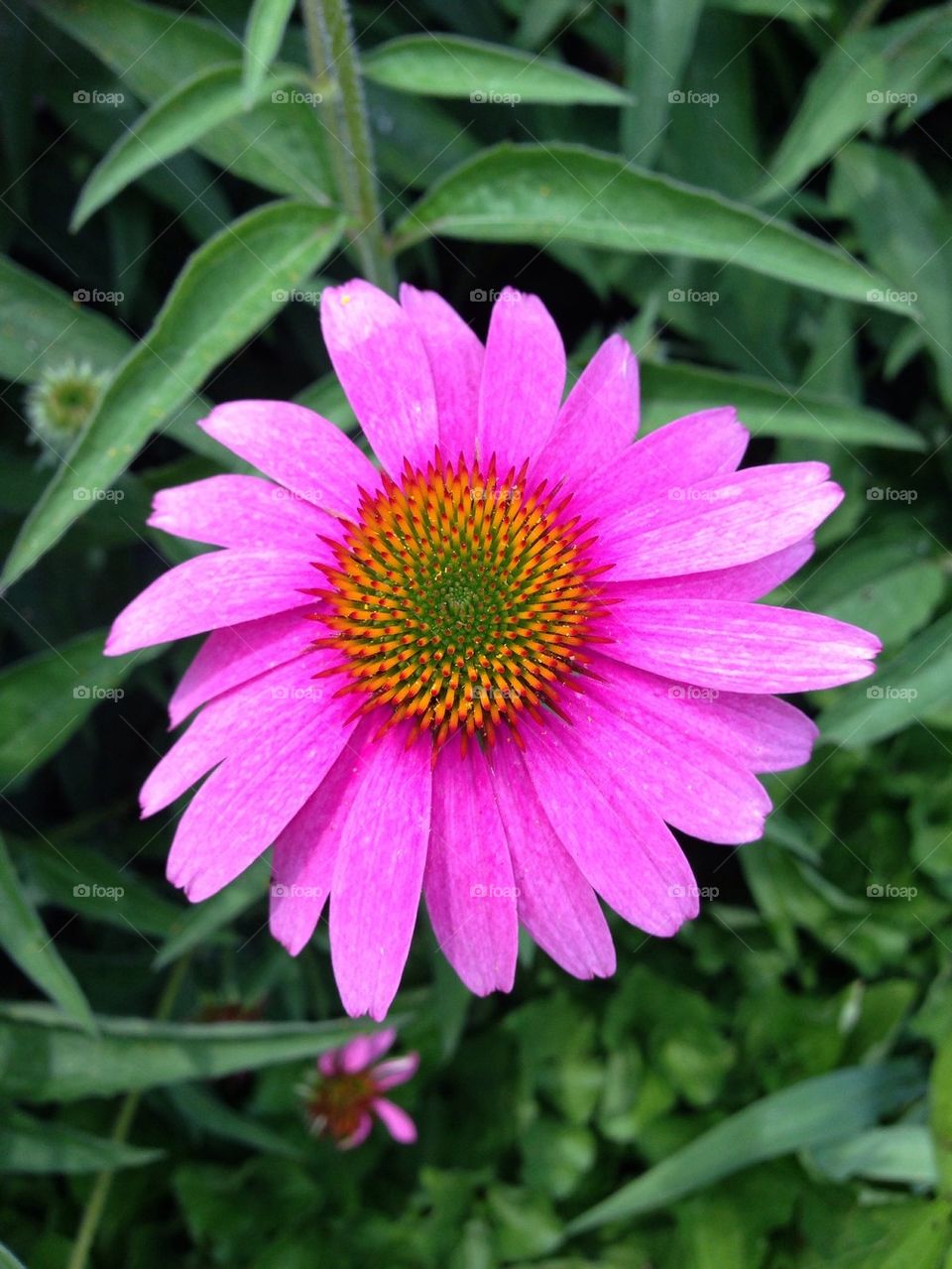 Purple coneflower