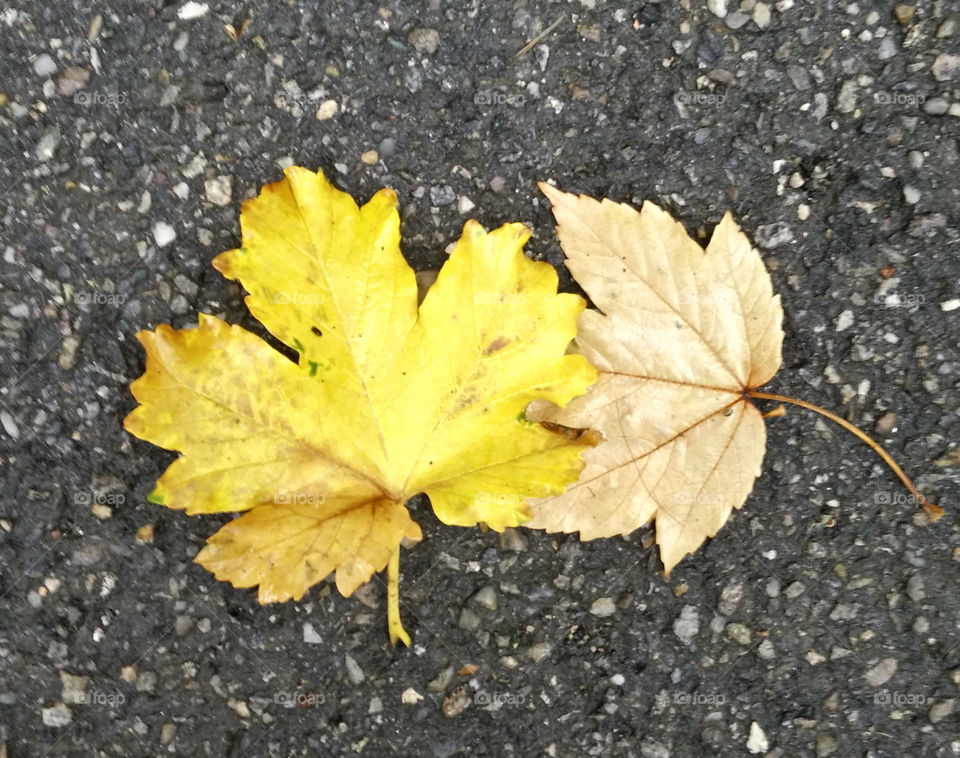 Yellow and Green Leaf. First Autumn signal