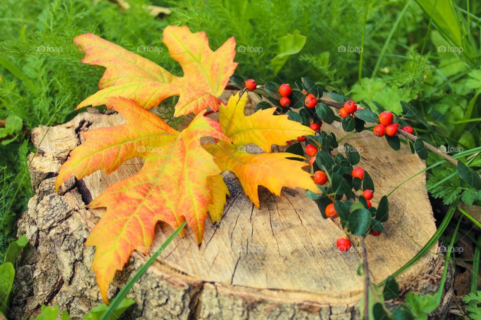 Autumn fruits on the stump.  Beautiful yellow-orange maple leaves