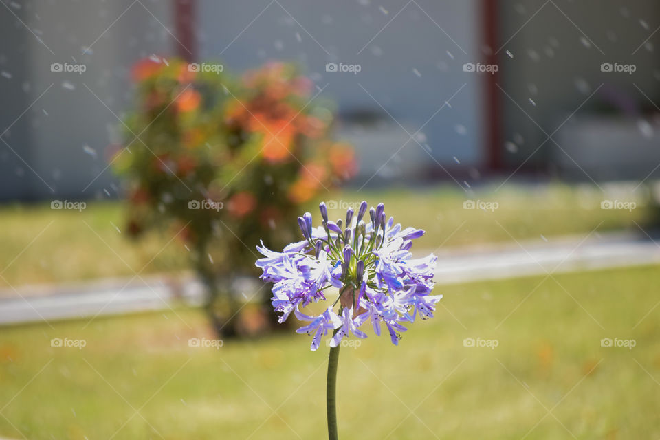 Agapanthus praecox